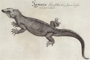 Leguaan